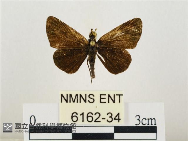 萬大弧弄蝶藏品圖，第1張