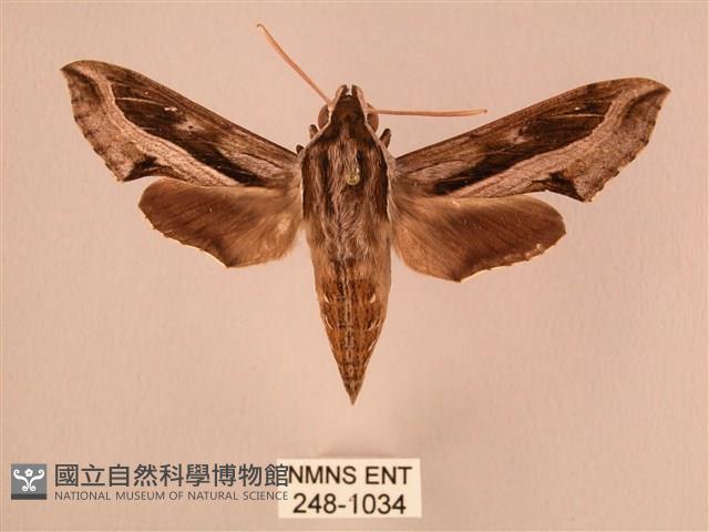 斜線天蛾藏品圖，第1張