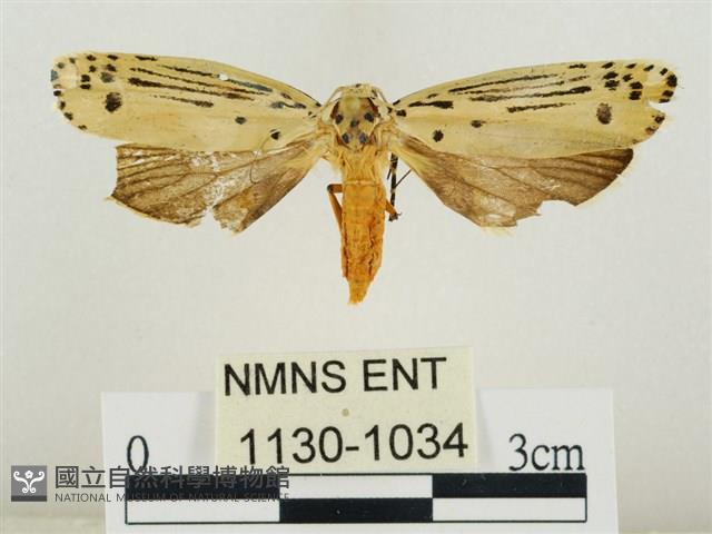 線紋篩蛾藏品圖，第1張