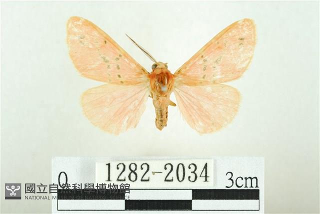 三條橙燈蛾藏品圖，第1張