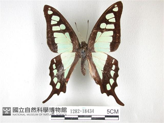 寬帶青鳳蝶藏品圖，第1張