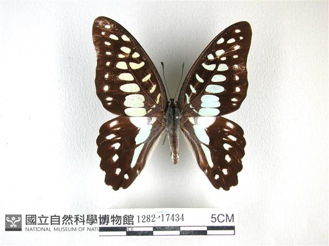 木蘭青鳳蝶藏品圖，第1張