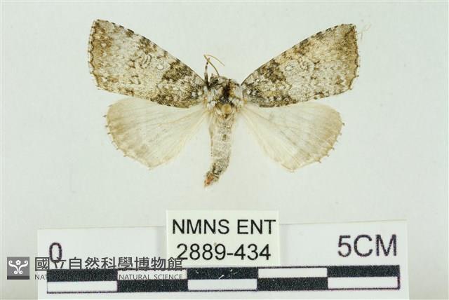 臺灣銀斑異波紋蛾藏品圖，第1張