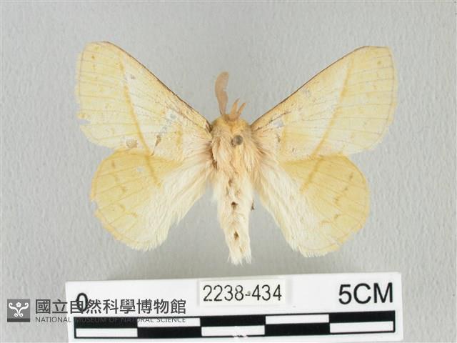 青枯葉蛾藏品圖，第1張