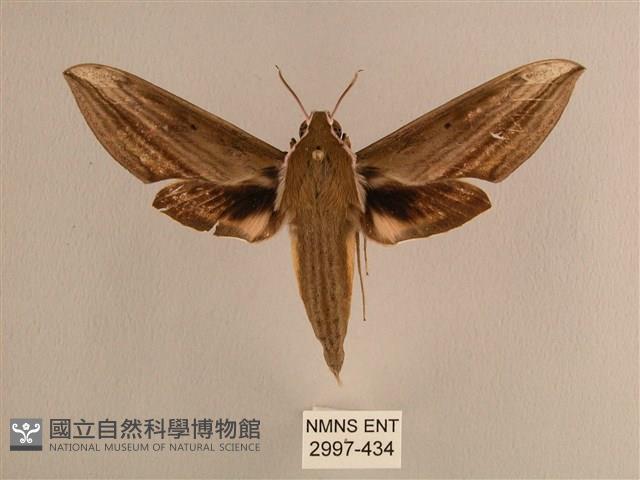 背線天蛾藏品圖，第1張