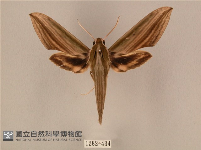 棕綠背線天蛾藏品圖，第1張