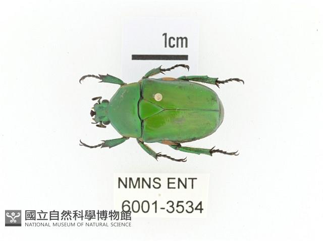 小扇角金龜藏品圖，第1張