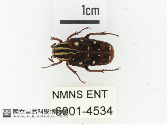 巴蘭陷紋金龜藏品圖，第1張