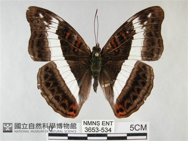 紫俳線蛺蝶藏品圖，第1張