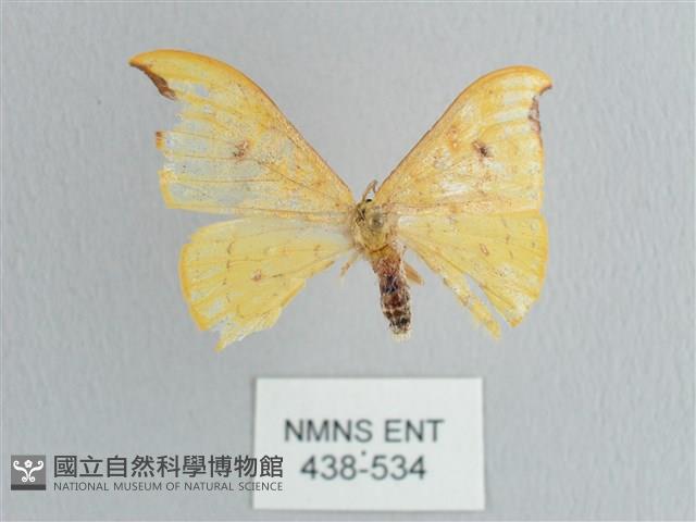 彎黑黃鉤蛾藏品圖，第1張