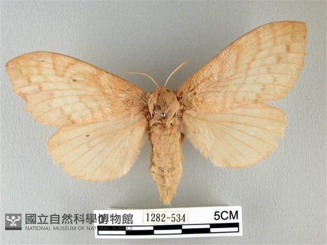 波紋枯葉蛾藏品圖，第1張