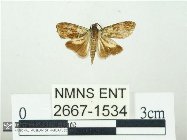 叉紋閃舞蛾藏品圖，第1張