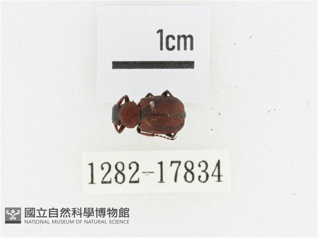 血紅虎斑花金龜藏品圖，第1張