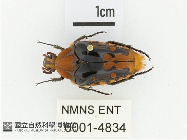 臺灣瘦花金龜藏品圖，第1張