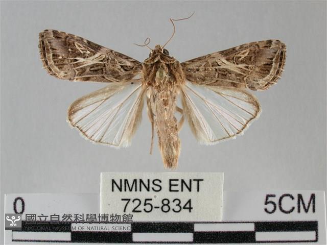 斜紋夜盜蛾藏品圖，第1張