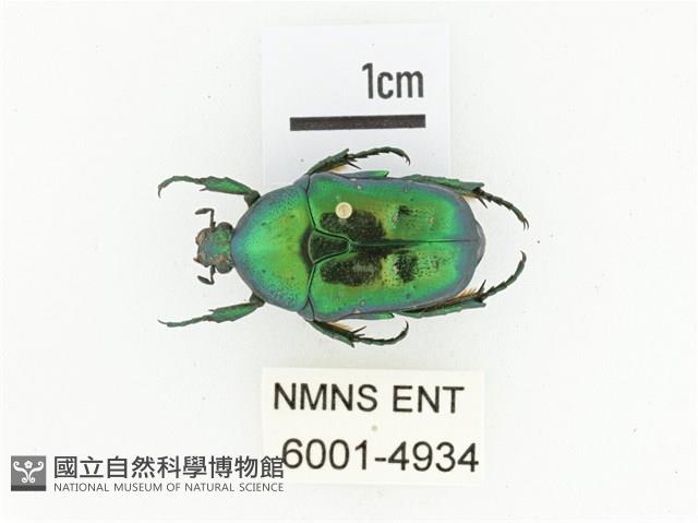 藍艷白點花金龜藏品圖，第1張