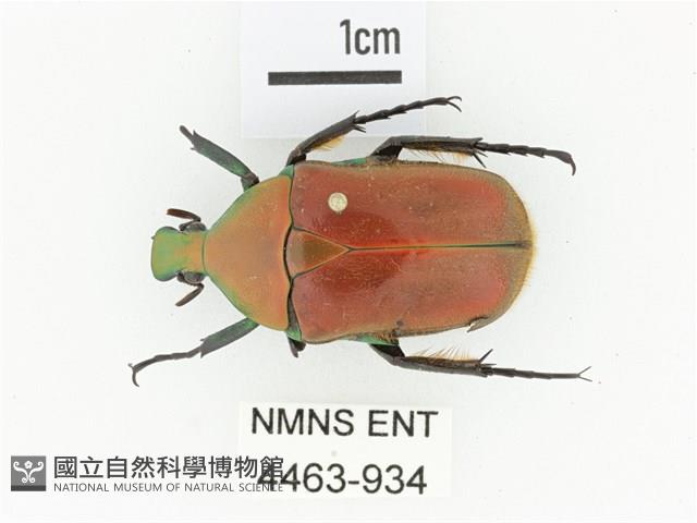 毛翅騷金龜藏品圖，第1張
