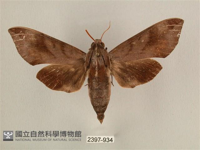 背中白天蛾藏品圖，第1張