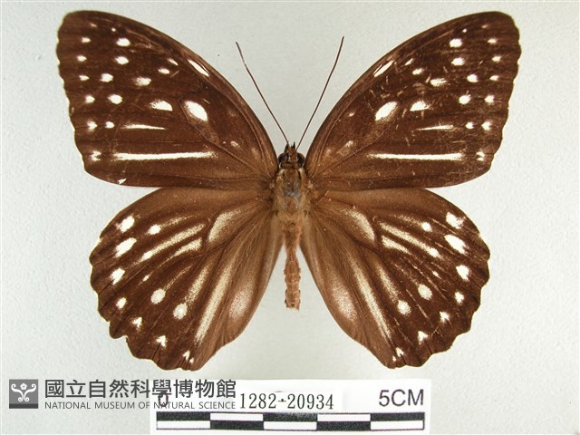 臺灣斑眼蝶藏品圖，第1張