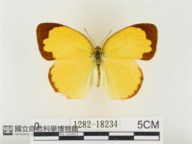 島嶼黃蝶、江崎黃蝶藏品圖，第1張