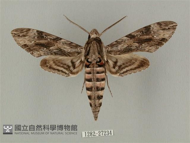 蝦殼天蛾藏品圖，第1張