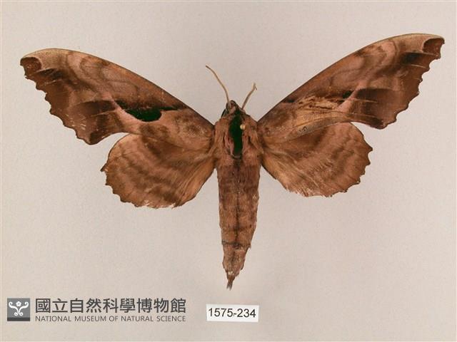 盾天蛾藏品圖，第1張