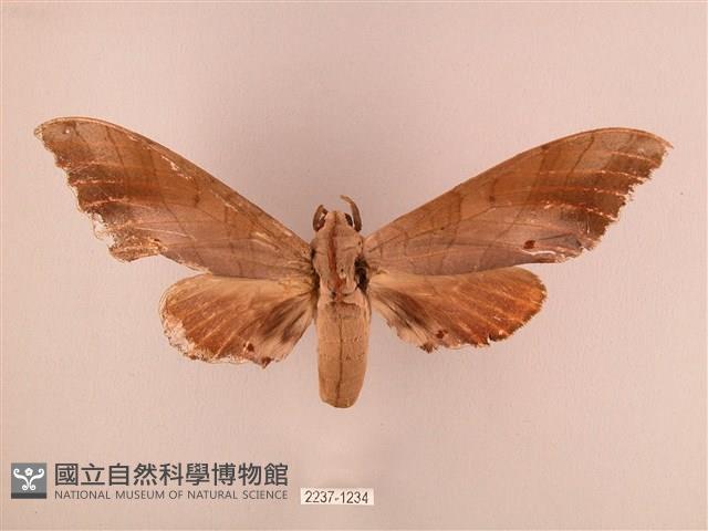 栗六點天蛾藏品圖，第1張