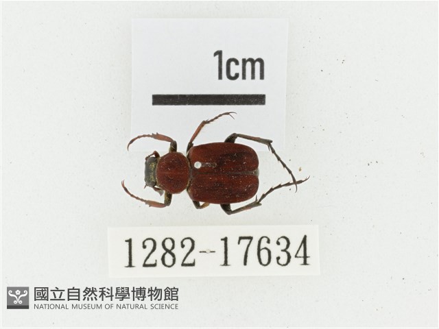 血紅虎斑花金龜藏品圖，第1張