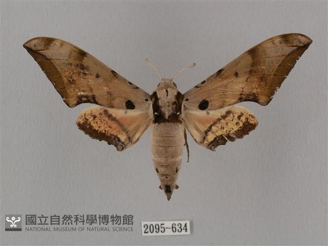 廣東鷹翅天蛾藏品圖，第1張