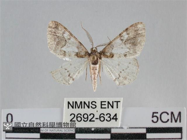 雙峰霜尺蛾藏品圖，第1張