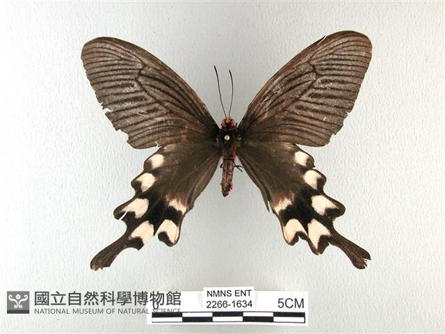 長尾麝鳳蝶藏品圖，第1張