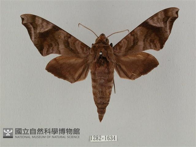 半緣缺角天蛾藏品圖，第1張