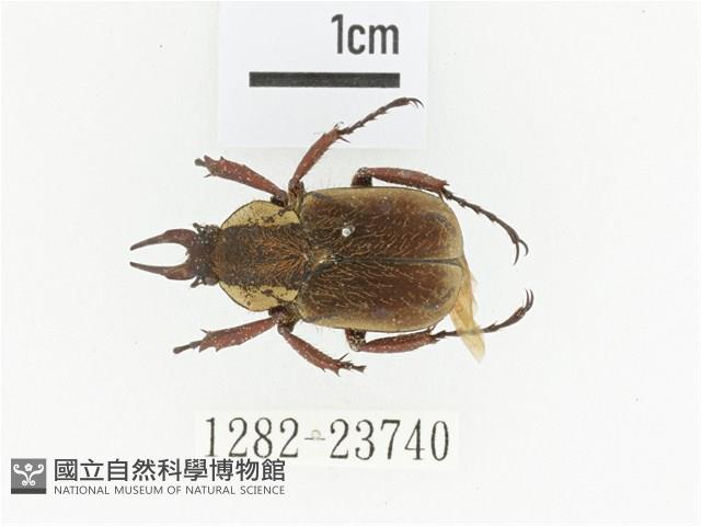 加藤角金龜藏品圖，第1張