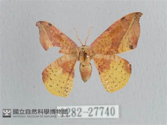 接骨木帶鉤蛾藏品圖，第1張