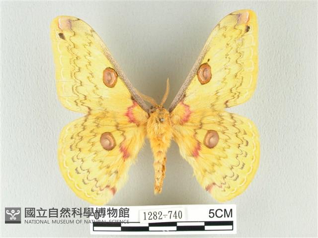 黃豹天蠶蛾藏品圖，第1張