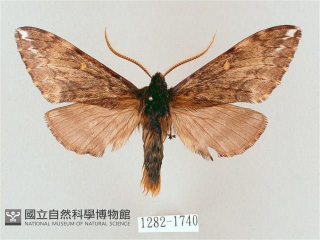 井上氏絨毛天蛾藏品圖，第1張