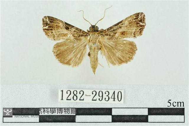 粉紅帶散紋夜蛾藏品圖，第1張