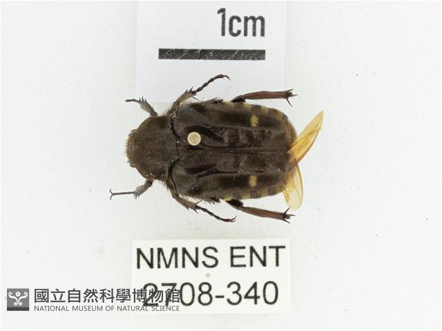 臺灣絨毛花金龜藏品圖，第1張