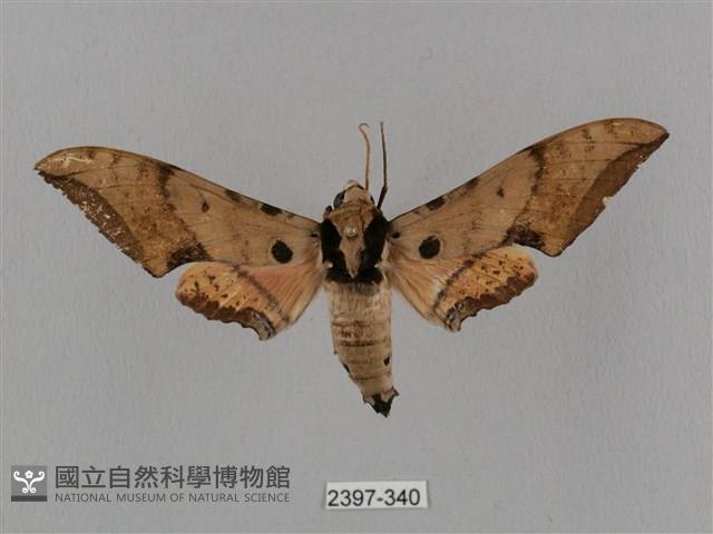 廣東鷹翅天蛾藏品圖，第1張