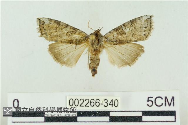 帶波紋蛾藏品圖，第1張