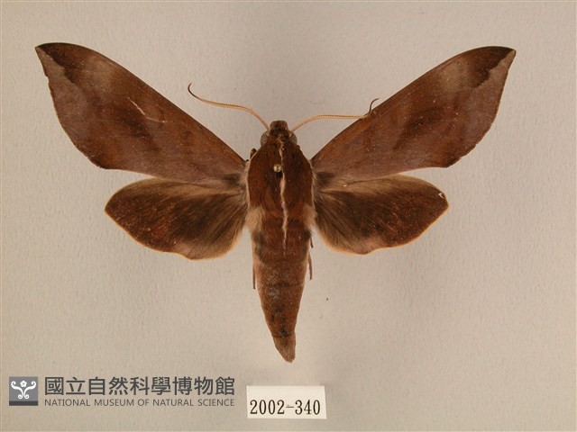 背中白天蛾藏品圖，第1張