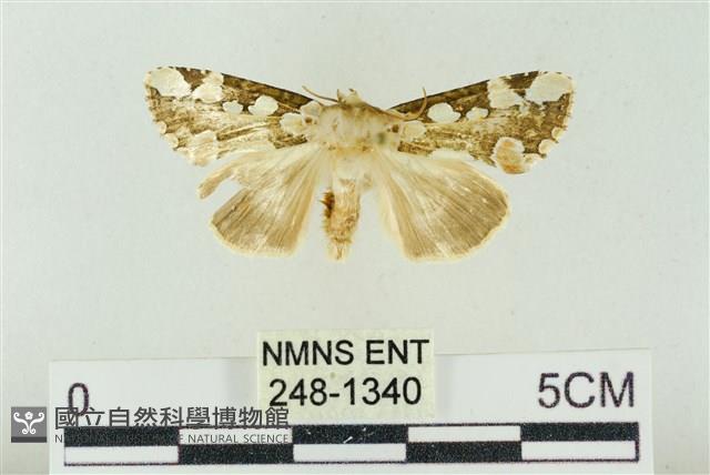 連珠波紋蛾藏品圖，第1張