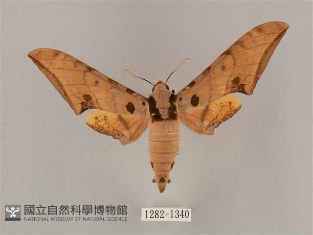 裂斑鷹翅天蛾藏品圖，第1張