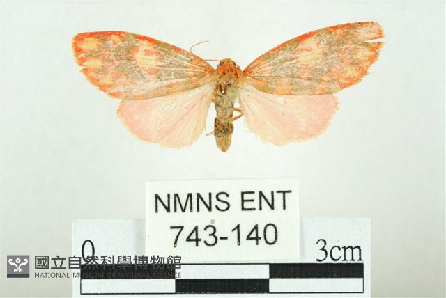 三色豔苔蛾藏品圖，第1張