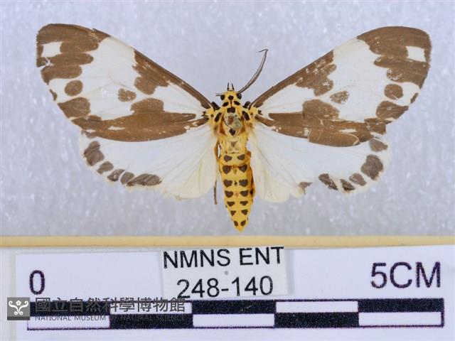 後凸蝶燈蛾藏品圖，第1張