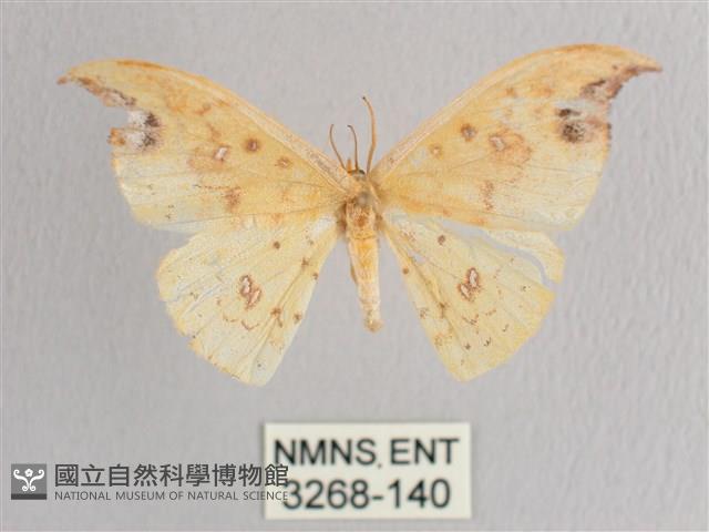 銀斑黃鉤蛾藏品圖，第1張