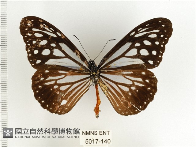 斯氏絹斑蝶藏品圖，第1張