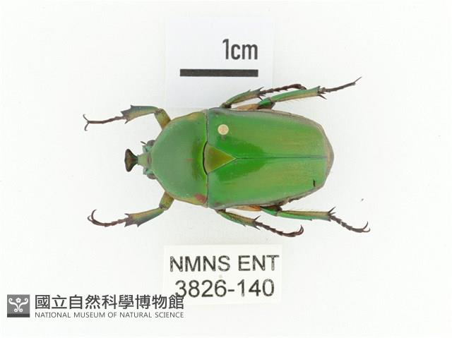 臺灣扇角金龜藏品圖，第1張
