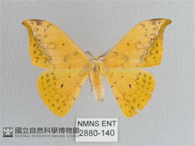 黃鉤蛾藏品圖，第1張