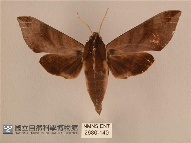 背中白天蛾藏品圖，第1張